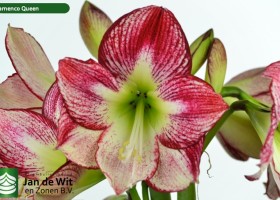 hippeastrum Flamenco Queen (2)